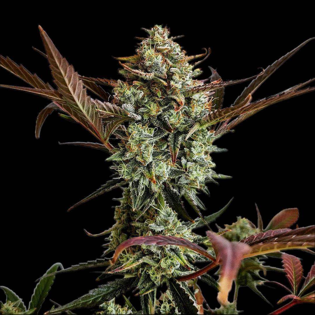 fastbuds-ztrawberriez-auto