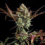 fastbuds-ztrawberriez-auto