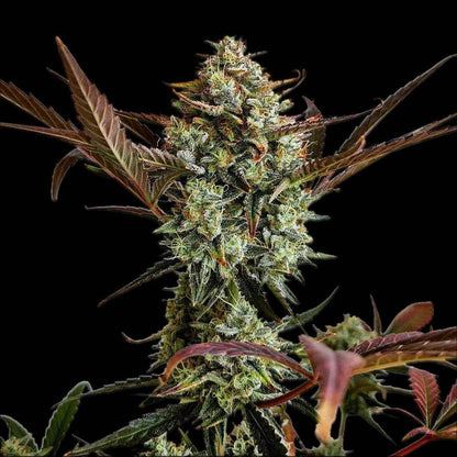 fastbuds-ztrawberriez-auto