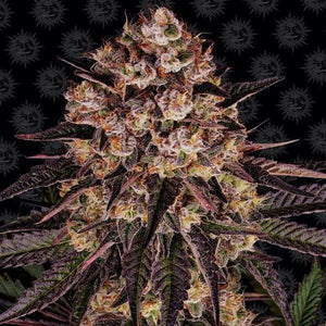 biscotti-mintz-cannabis-samen