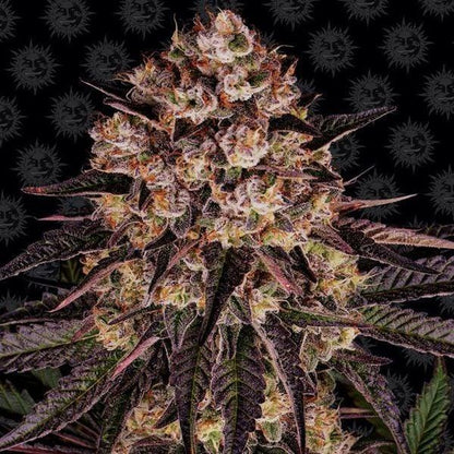 biscotti-mintz-cannabis-samen