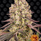barneys-farm-runtz-muffin
