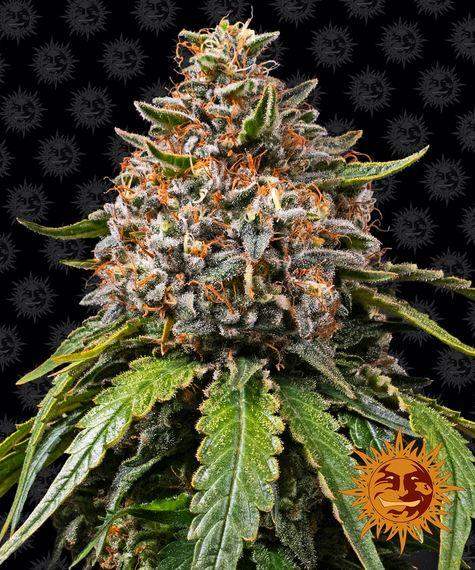 White Widow XXL ernterreife Blüte