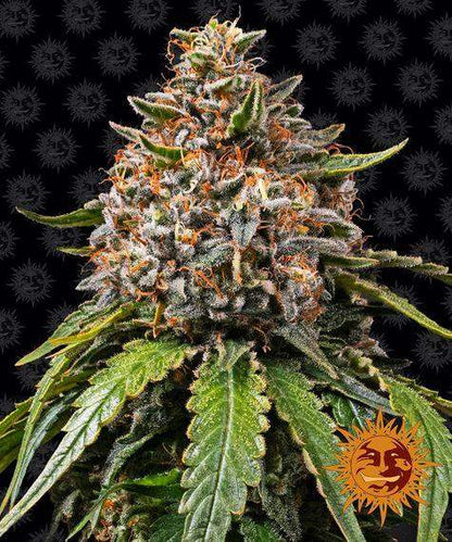 White Widow XXL ernterreife Blüte